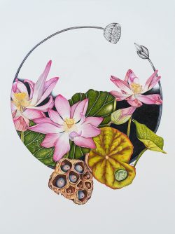 Lotus Sutra
By Rijuta Gaulkar