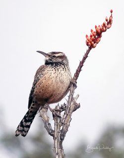 Arizona's Very Own Cactus Wren
By Brenda Priddy