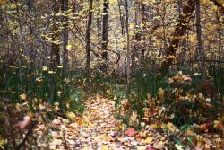 Autumn Array
By William Kruder III