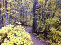 West Fork/ Fairy Trail Forest
By William Kruder III