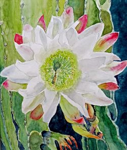 Brilliant Beauty
By Linda Taylor