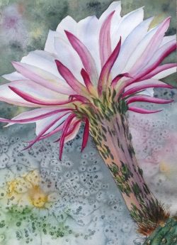 Night Bloomer
By Linda McGuinness