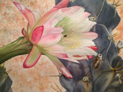 Queen of the Night
By Linda McGuinness