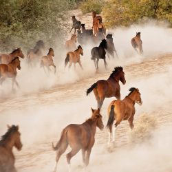 Wild Mustangs
By Dale Kesel