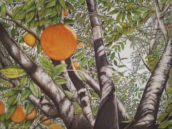 View through a orange tree
By Richard Van Belleghem