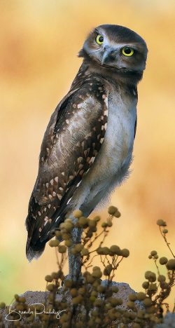 You're A Hoot
By Brenda Priddy