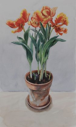 Potted Orange Iris
By Paula Cheadle