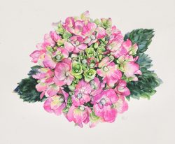 Pink Hydrangea
By Paula Cheadle