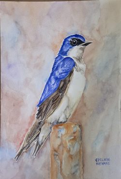 Barn Swallow
By Colleen Nathans